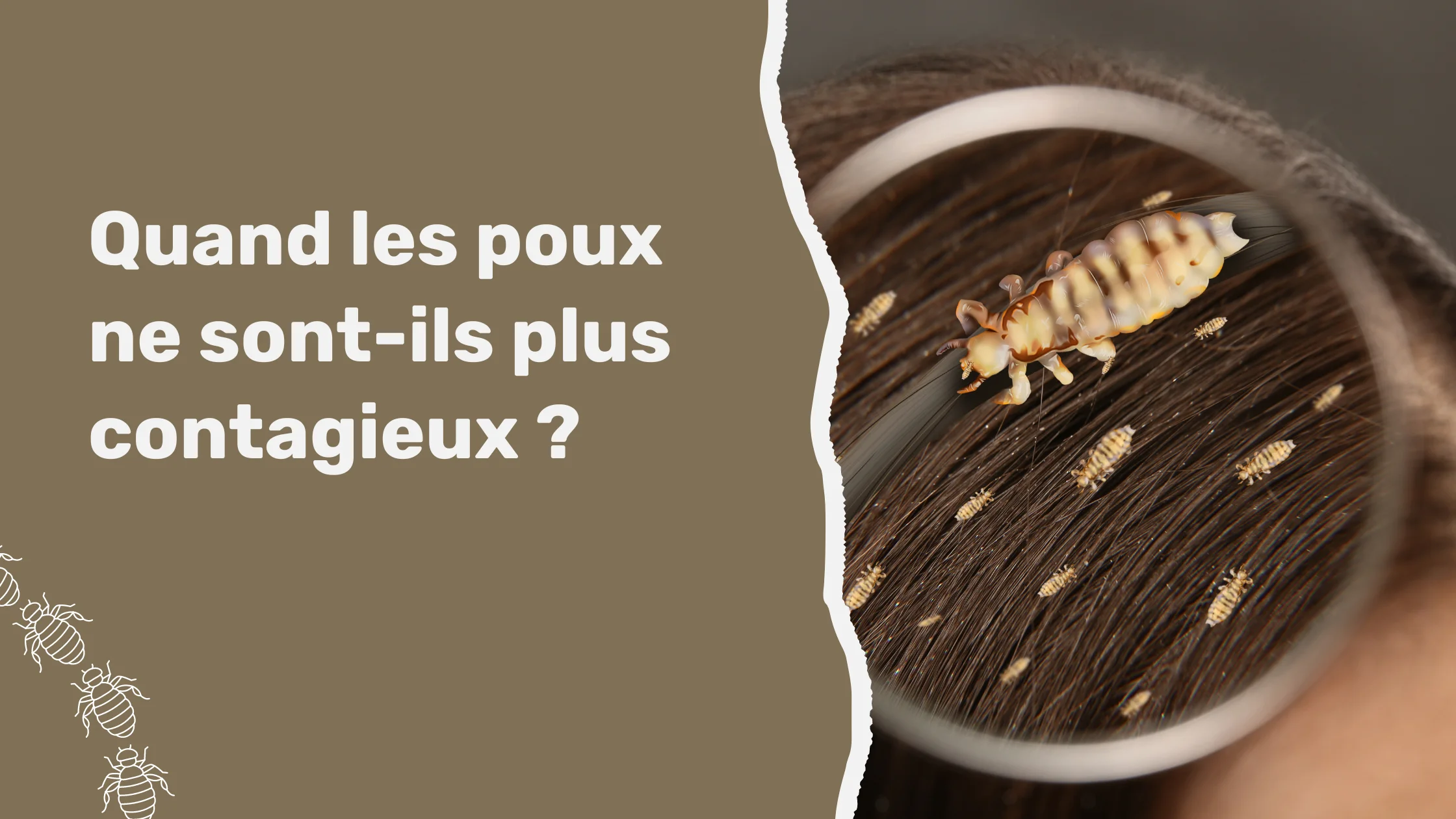 Quand les poux ne sont-ils plus contagieux ?