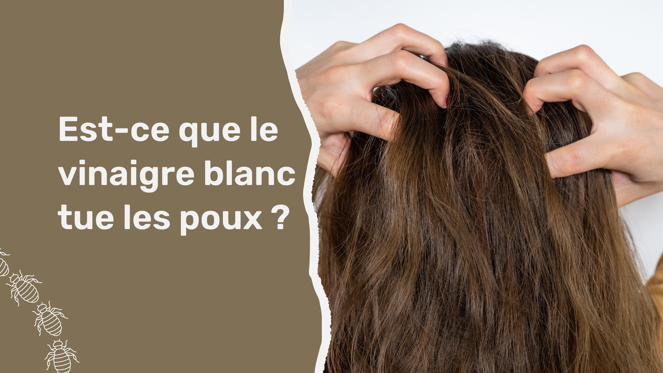 Est-ce que le vinaigre blanc tue les poux ?