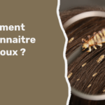 Comment reconnaitre les poux ?