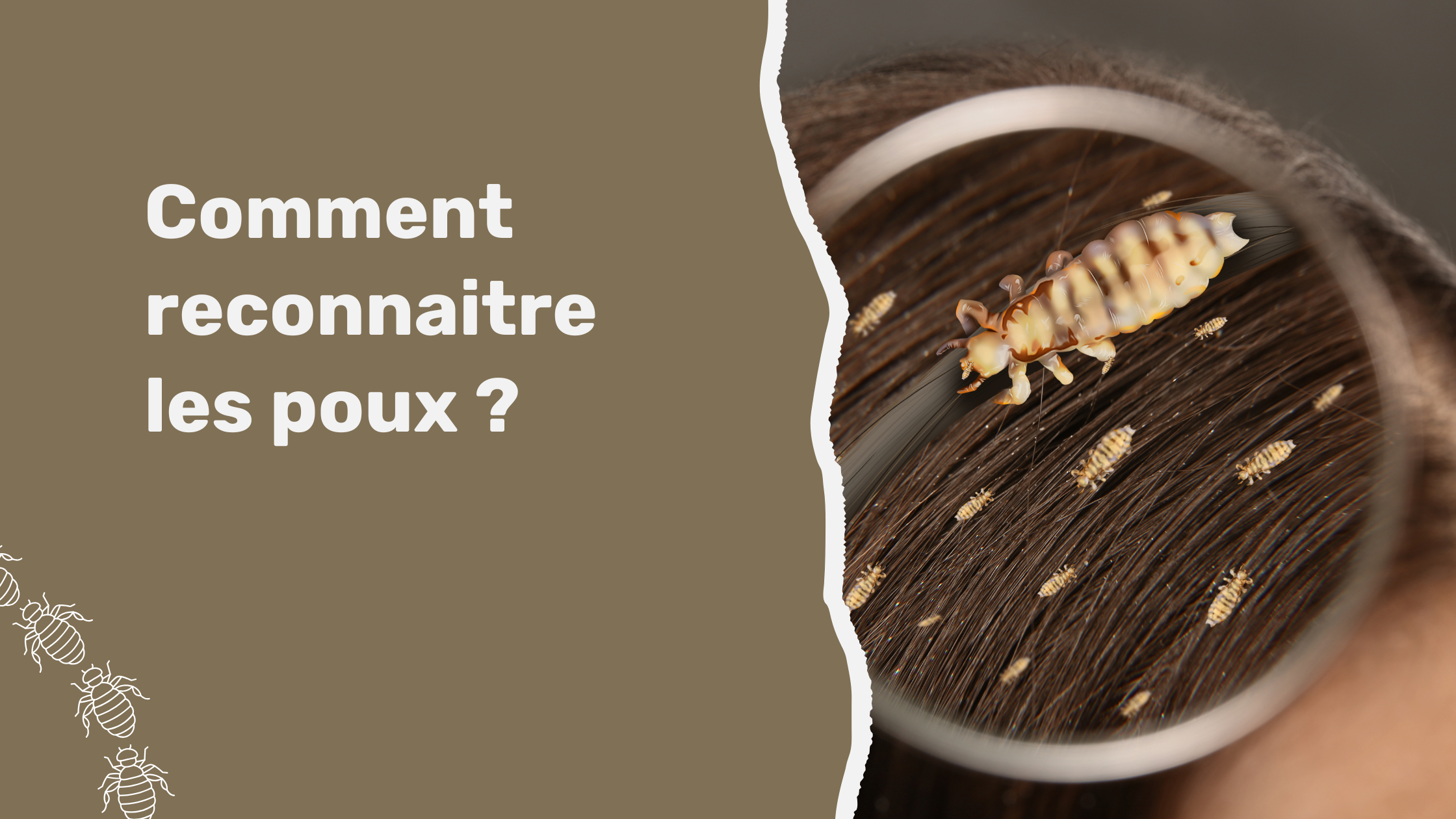 Comment reconnaitre les poux ?